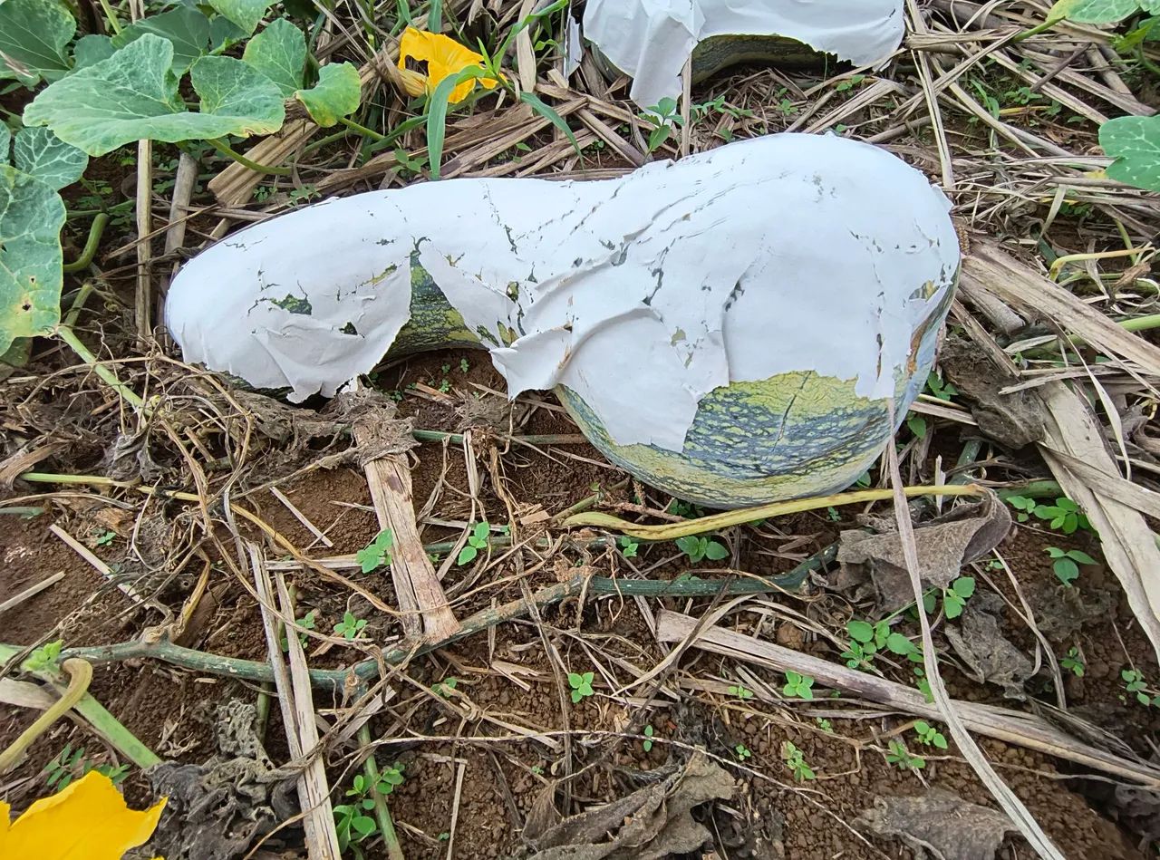 Abóbora landa - Foto 2