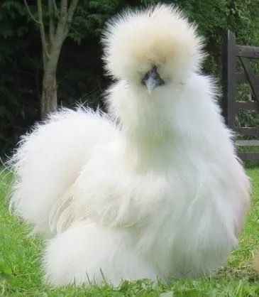 Ovos e pintinhos de Galinhas sedosa