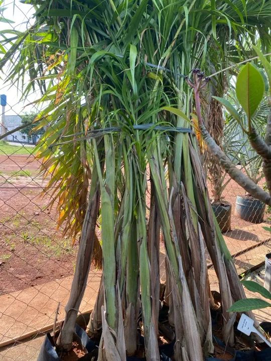 Muda de areca locuba