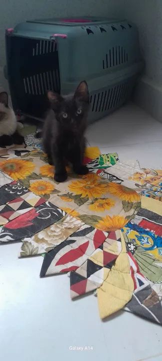 Doação responsável 