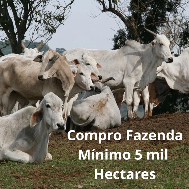 Compro Fazenda mínimo de 5 mil hectares em zona de Mata Atlântica