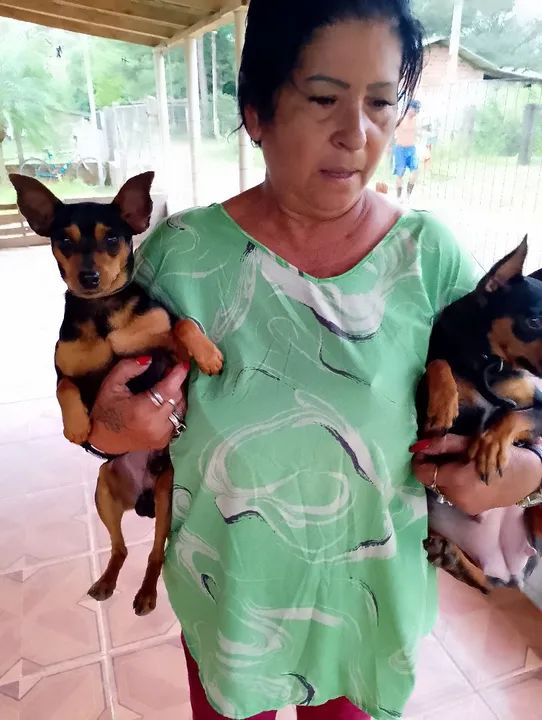 3 Filhotes de Pinscher Miniatura - Foto 3