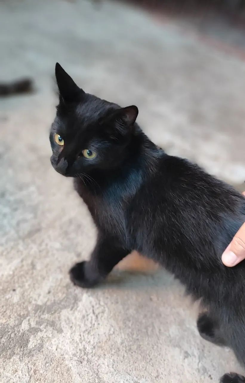 Adoção responsável 