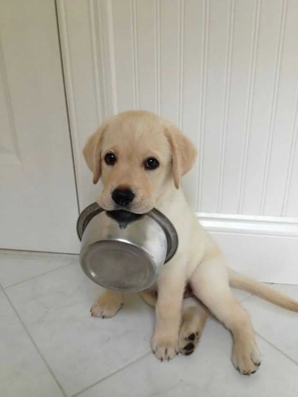 Filhote de Labrador 