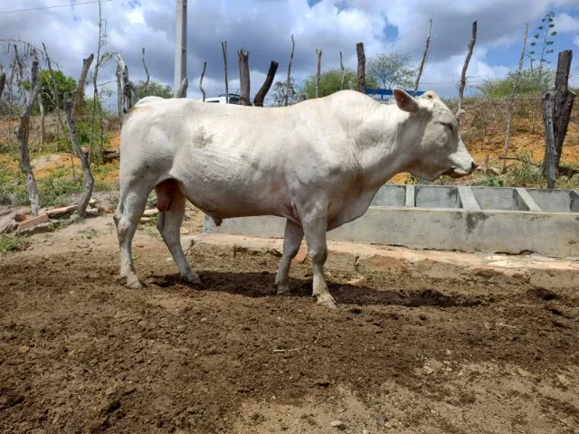 TOURO CANCHIM
