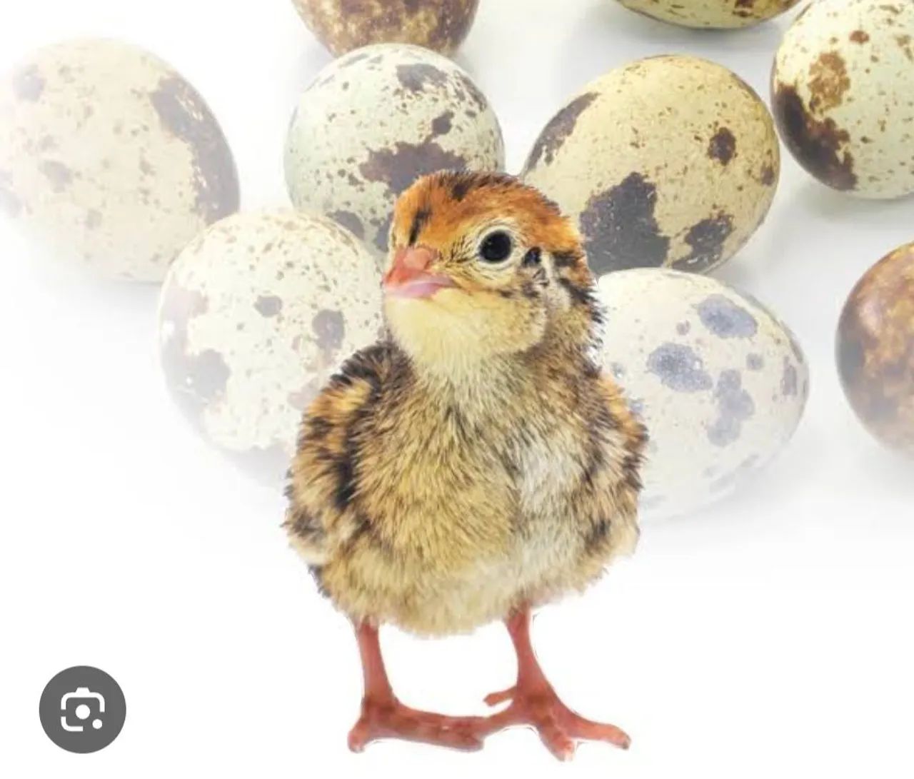 Vendo codornas filhotes. 