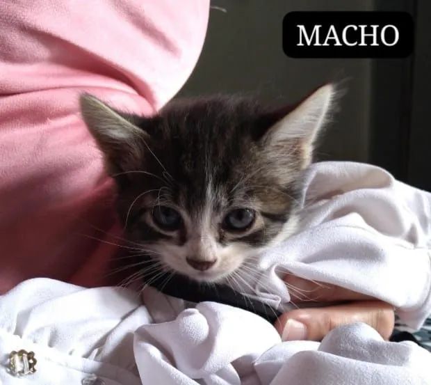 DOAÇÃO 3 FÊMEAS E 3 MACHOS - Foto 4