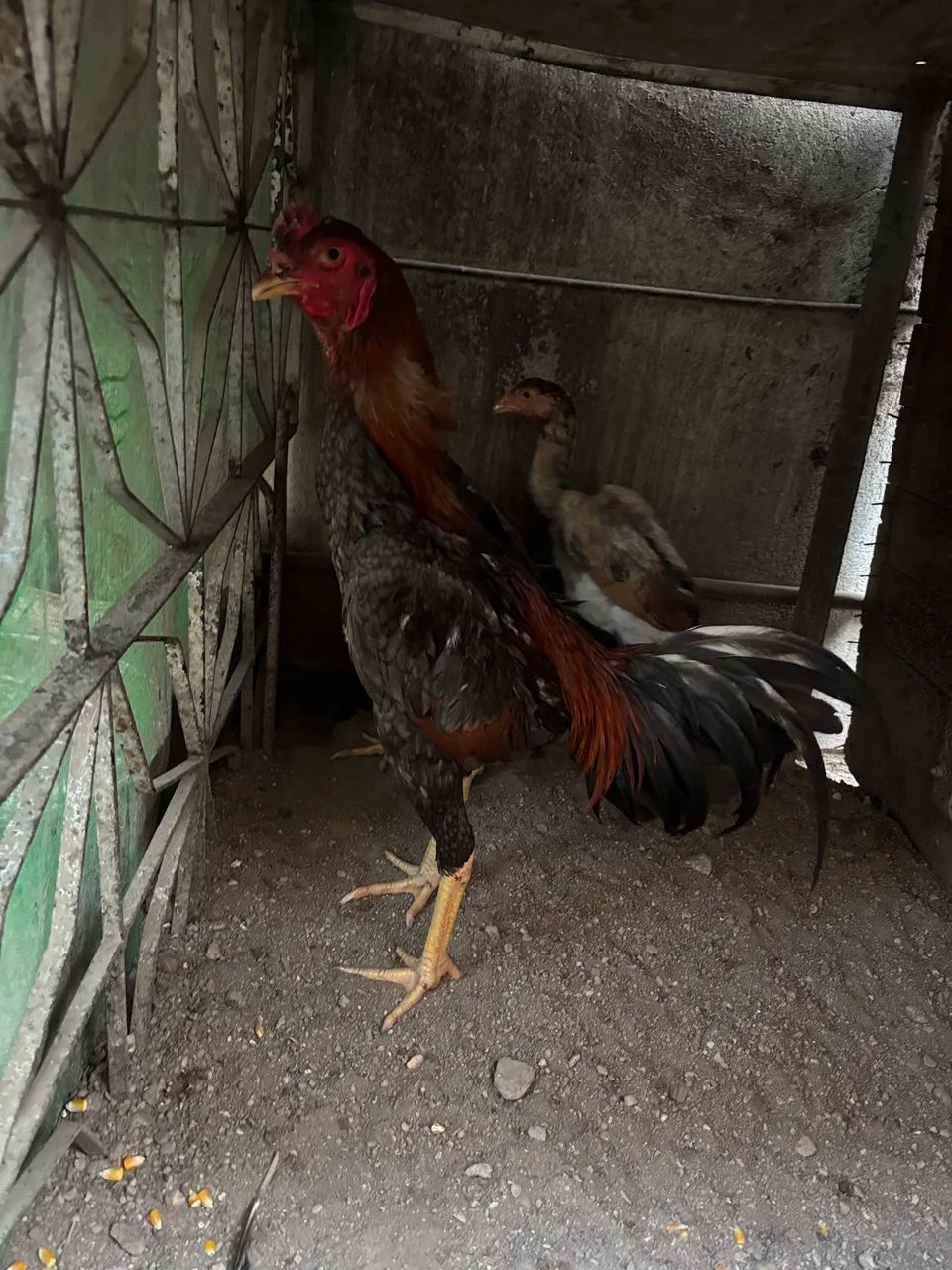 Vendia galos. Valor unitário.