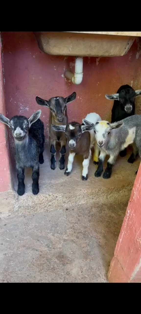 Mini Cabritos fofinhos para venda
