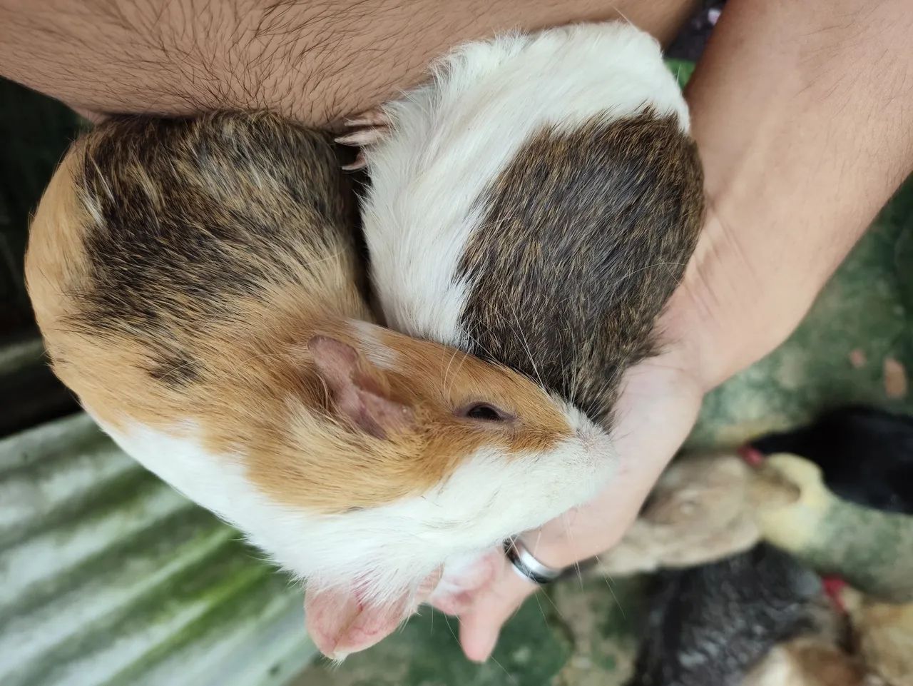 Porquinhos da índia 