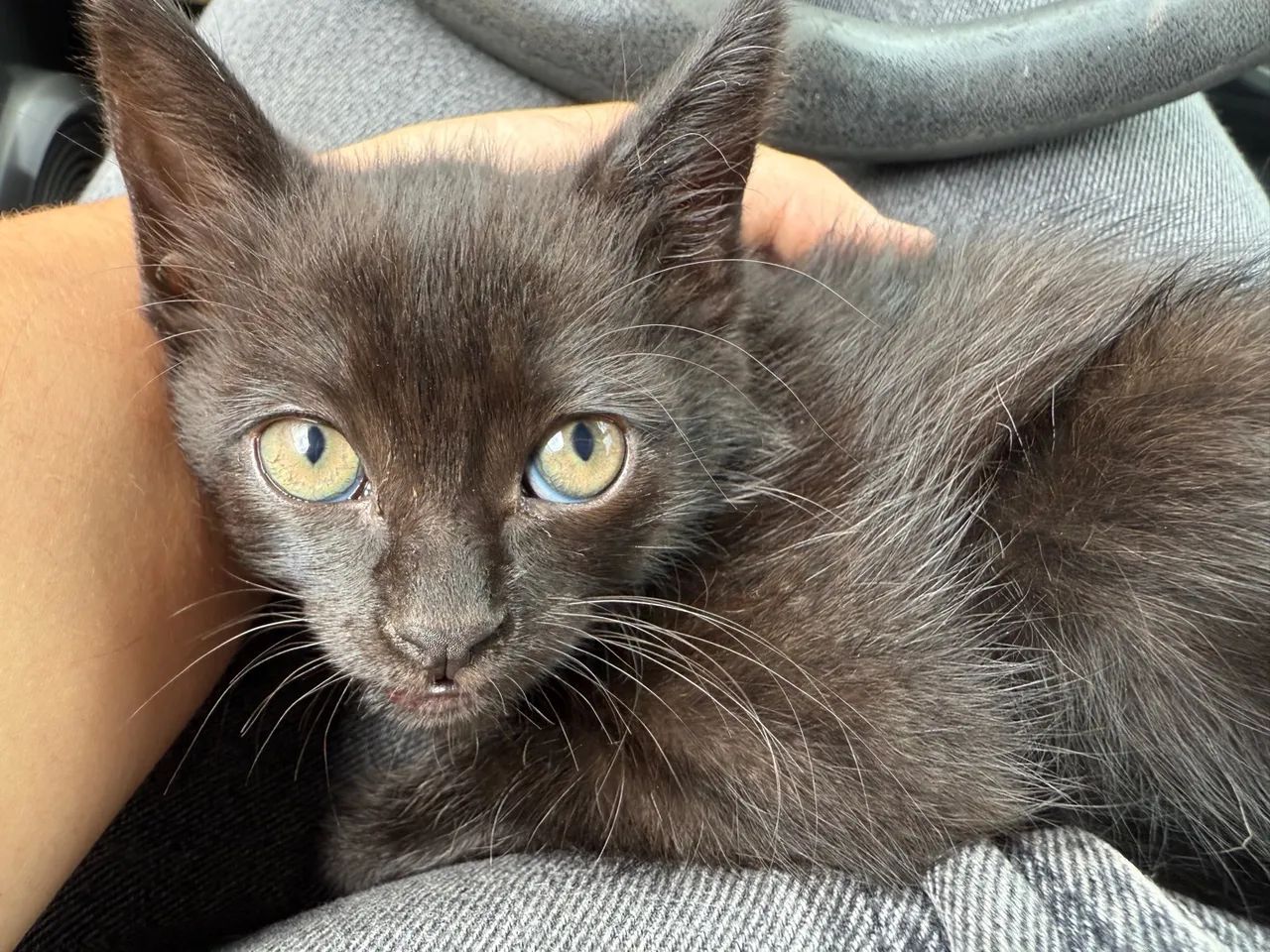 Doa-se gata filhote 2 meses