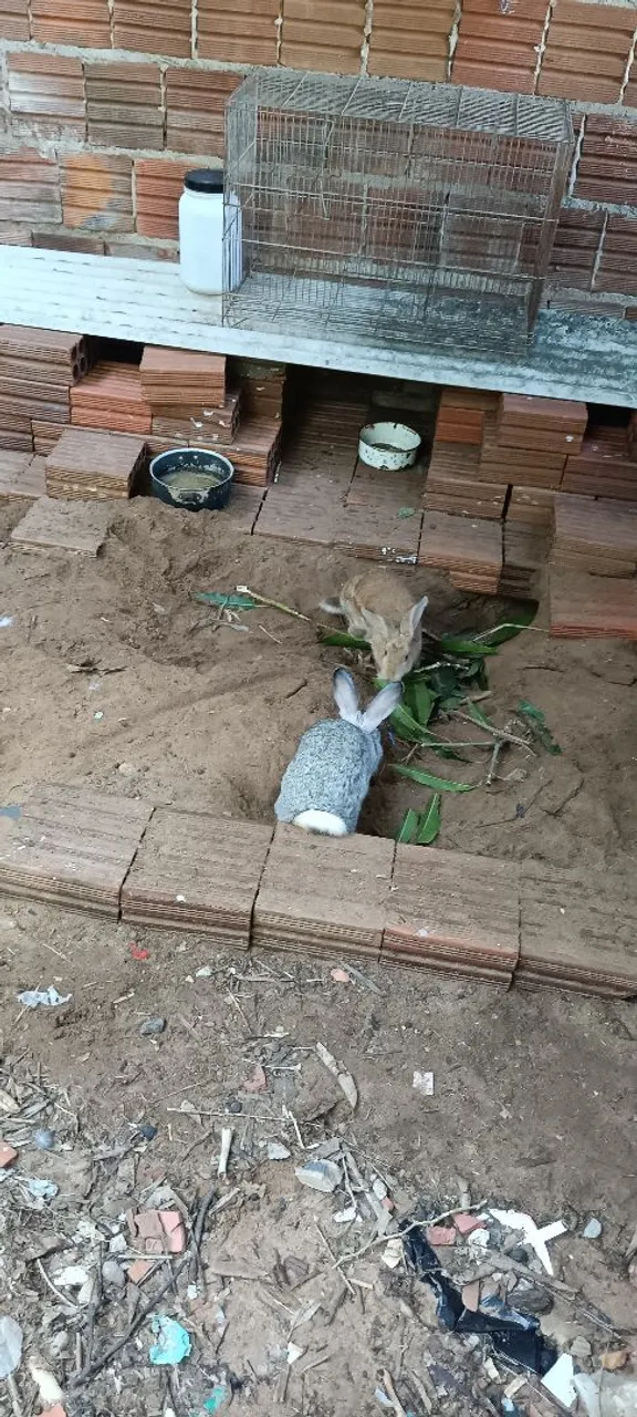 Coelhos a venda