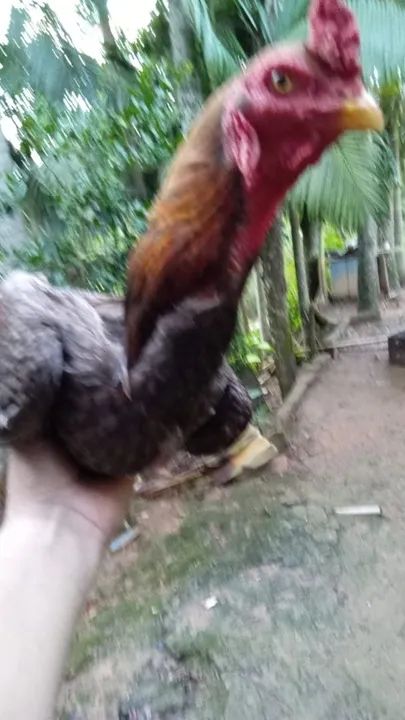 Galo índio puro-  - Foto 2
