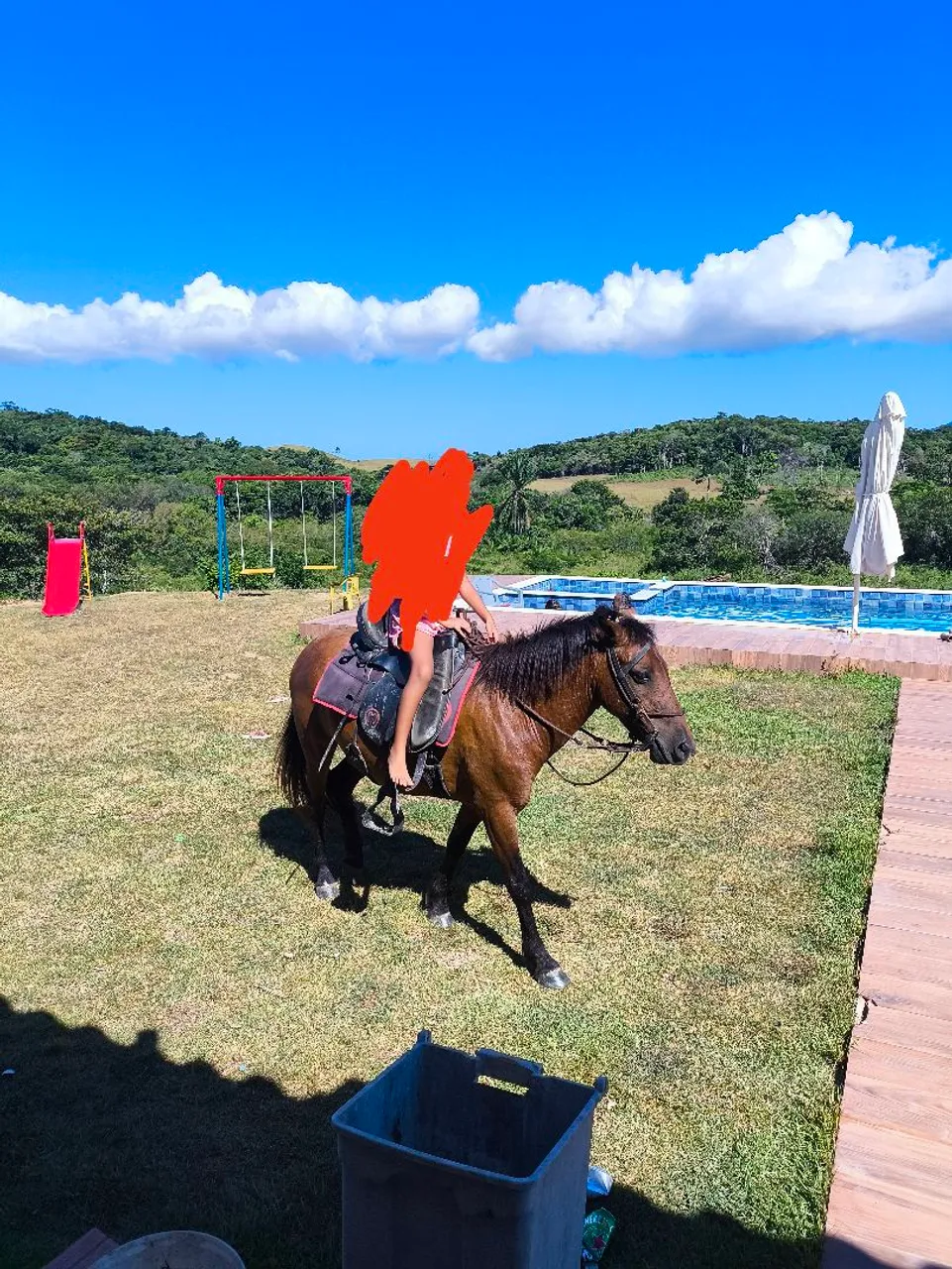 Cavalo piquira bom pra criança