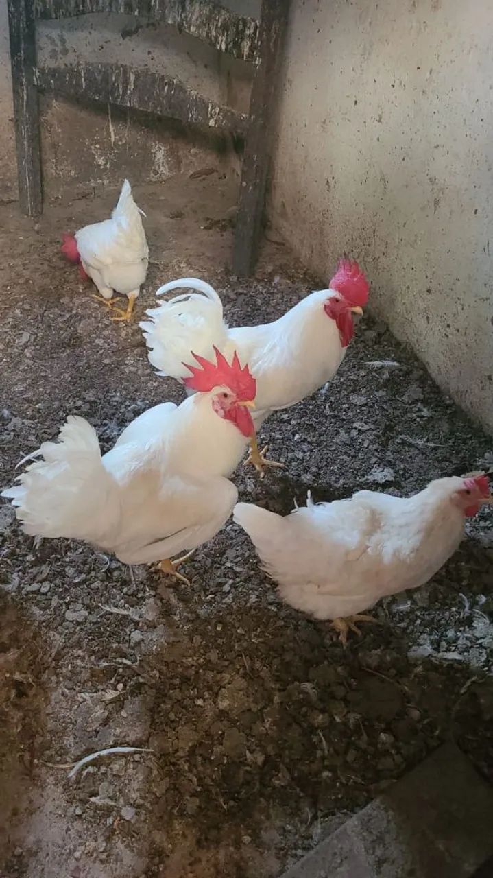 Frango Caipira  - Foto 4