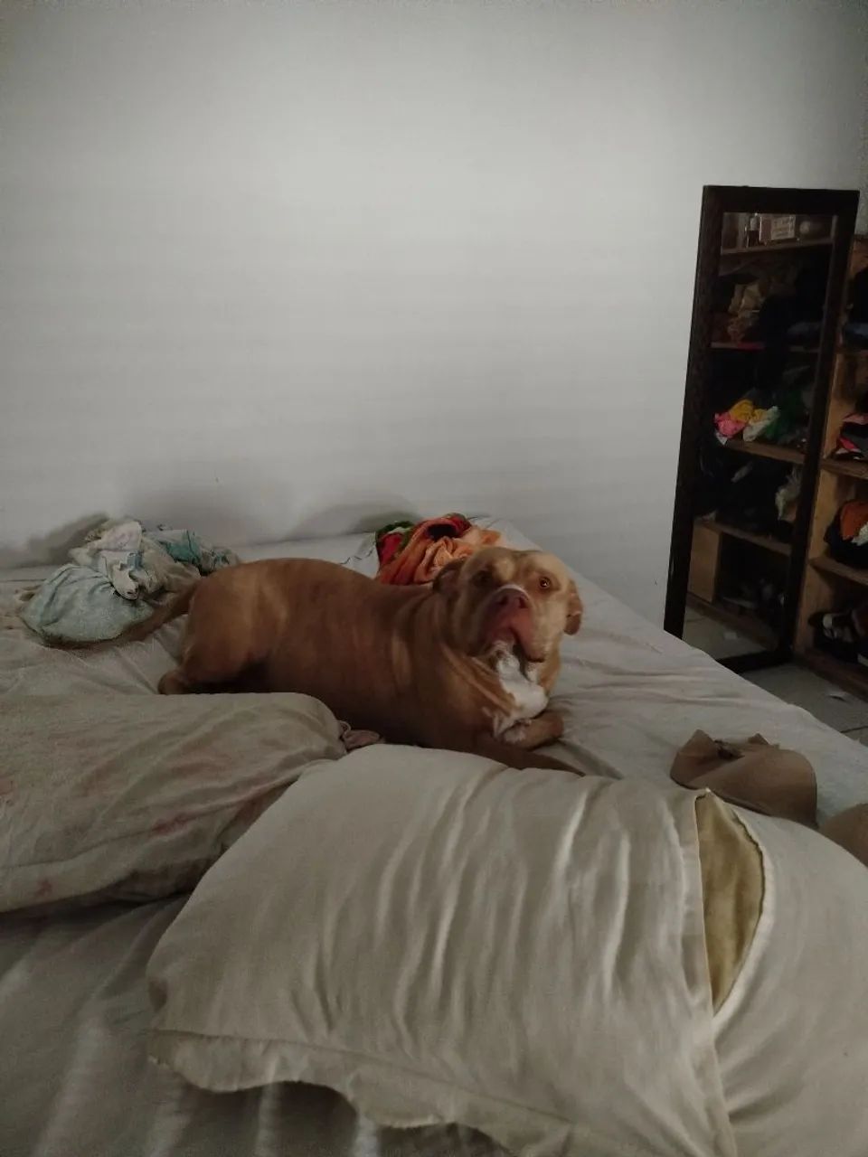 Doação Responsável  - Foto 2