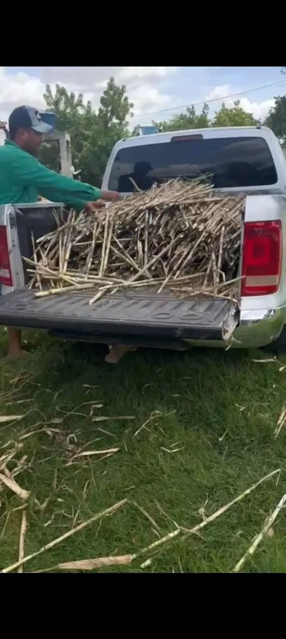 MUDAS GEMAS A VENDA DO BRS CAPIAÇU DA EMBRAPA  - Foto 3