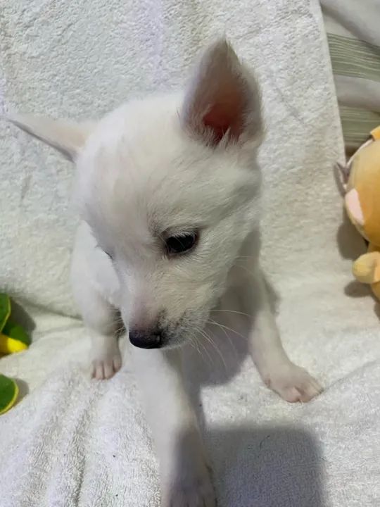 Filhote husky siberiano  - Foto 2