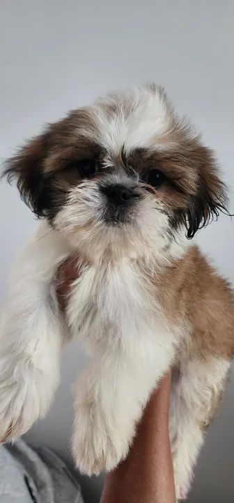 Shitzu macho - Foto 6