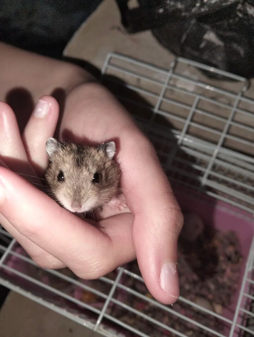 Filhotes de Hamster à Venda