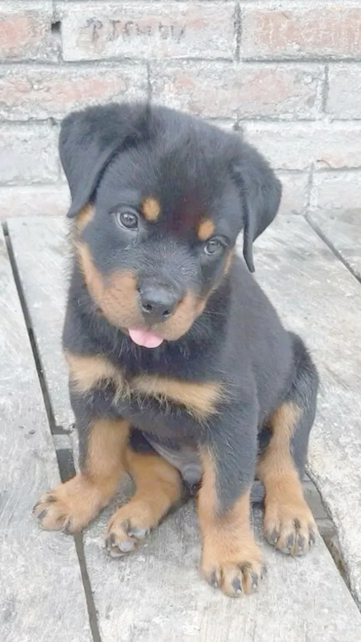 Rottweiler Com vacina importada, contrato e suporte completo