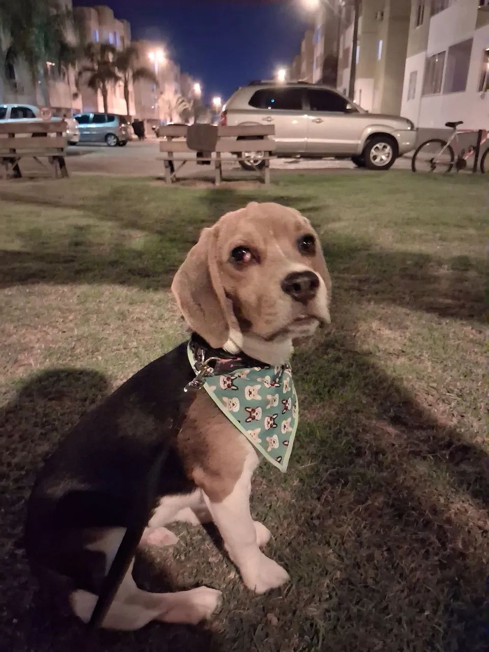 beagle filhote 5 meses - Foto 2