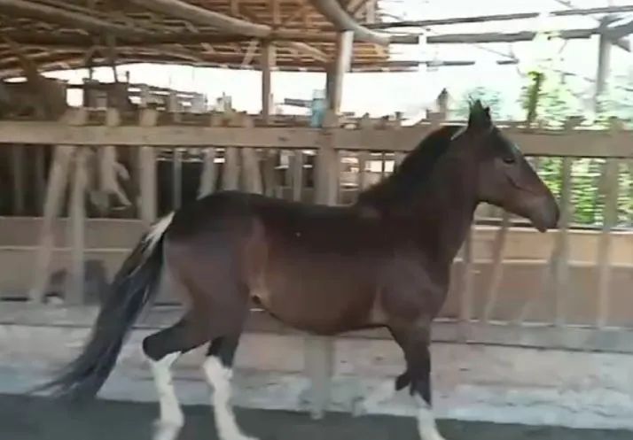 Potro pampa de preto . - Foto 3