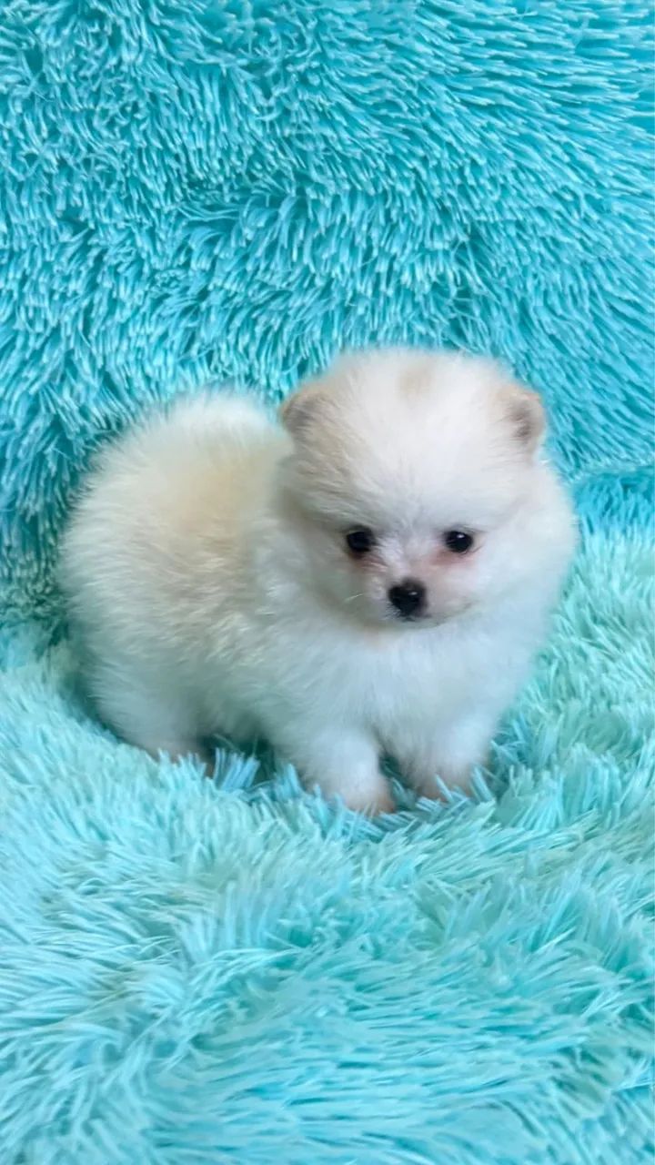 :} Lulu da Pomerania anão :} - Foto 3