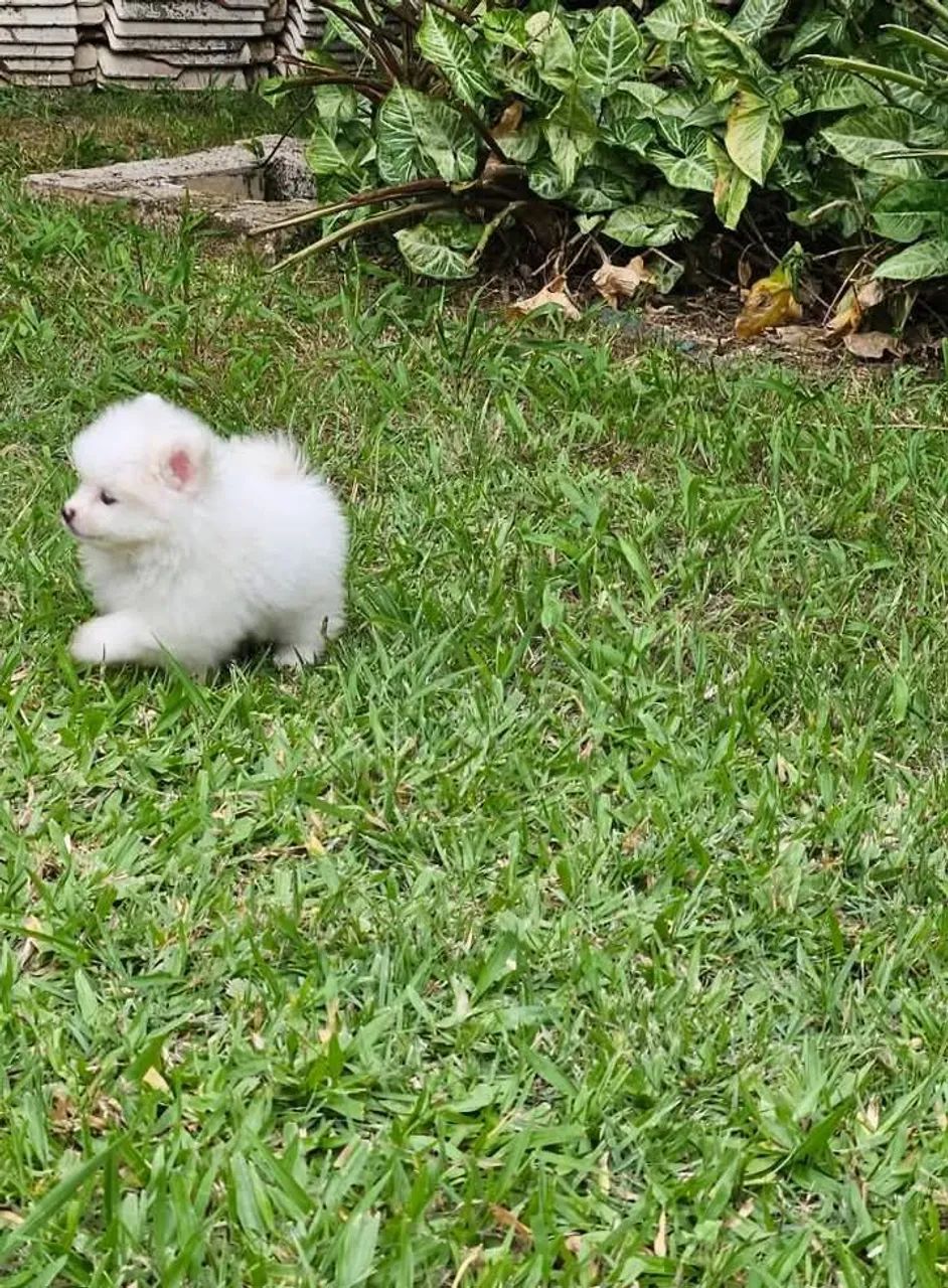 Filhote de Spitz Alemão anão, ursinho!!Leia todo anúncio! - Foto 3
