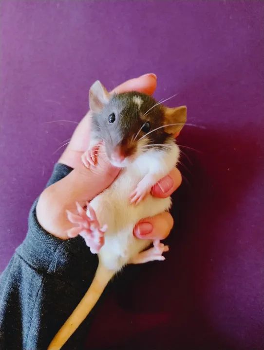 Rato Twister  - Foto 3