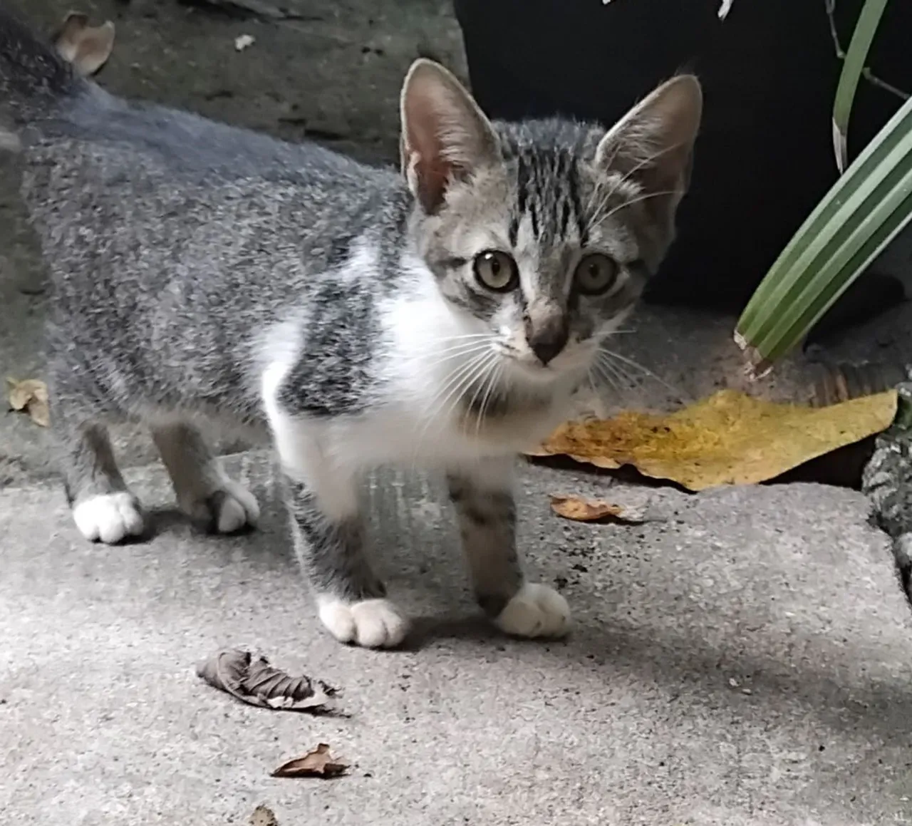 Gatinho filhote para adoção