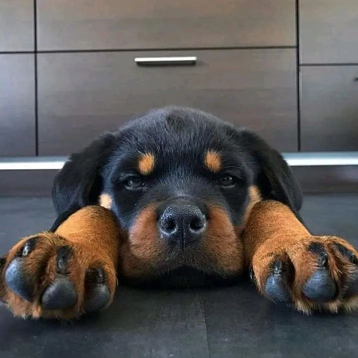 Filhote de Rottweiler 600 - Foto 4