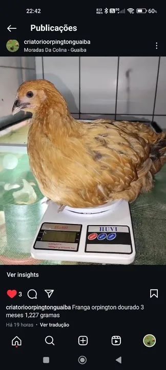 Franga Orpington Dourado 3 Meses - 1,227 Gramas