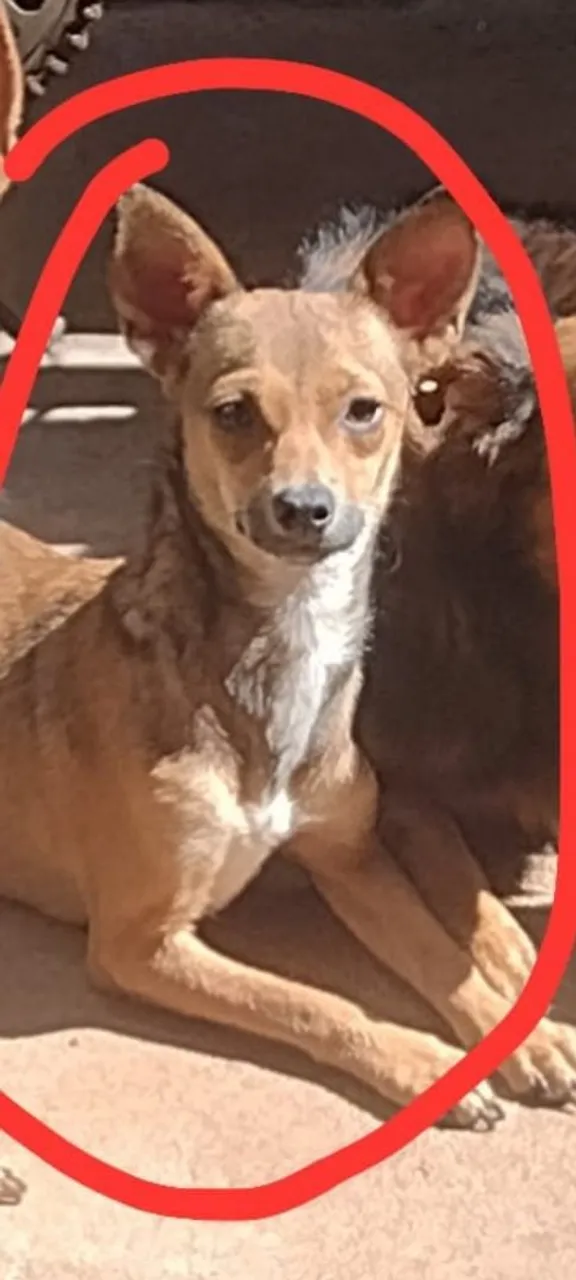 adoção 1 casal cachorros porte pequenos não sei qual a raça