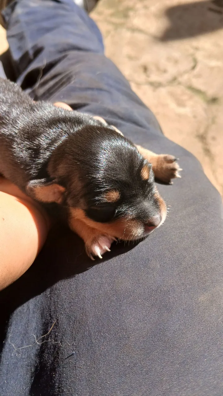 Filhote de pinscher 