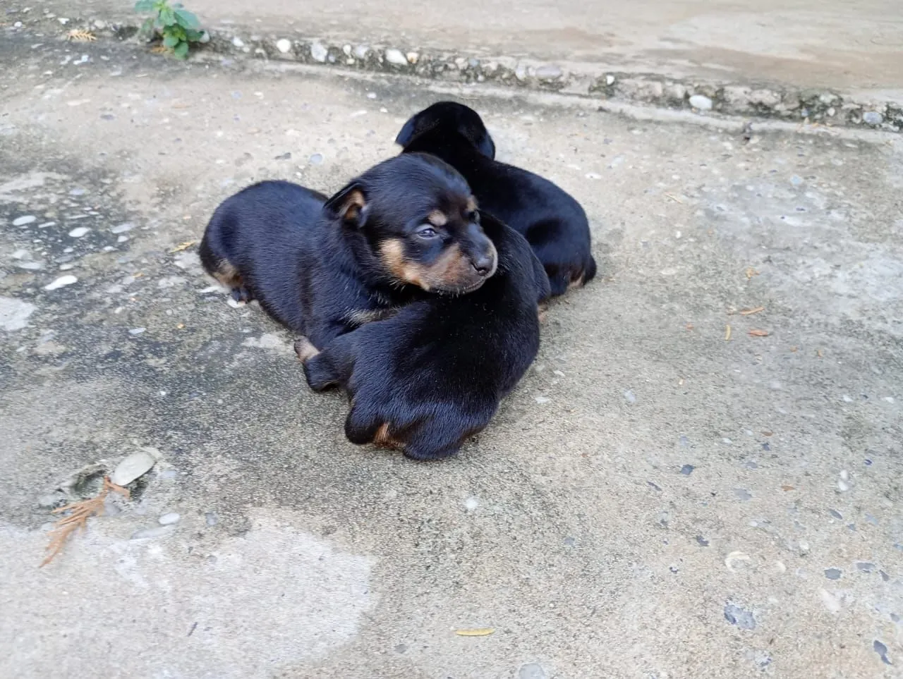 Filhotes de pinscher 1