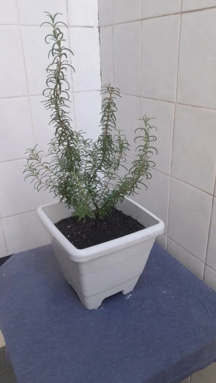 Imperdível, são várias plantas a venda