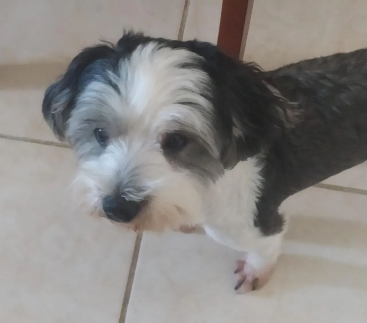 Filhote Shih Tzu adorável para adoção