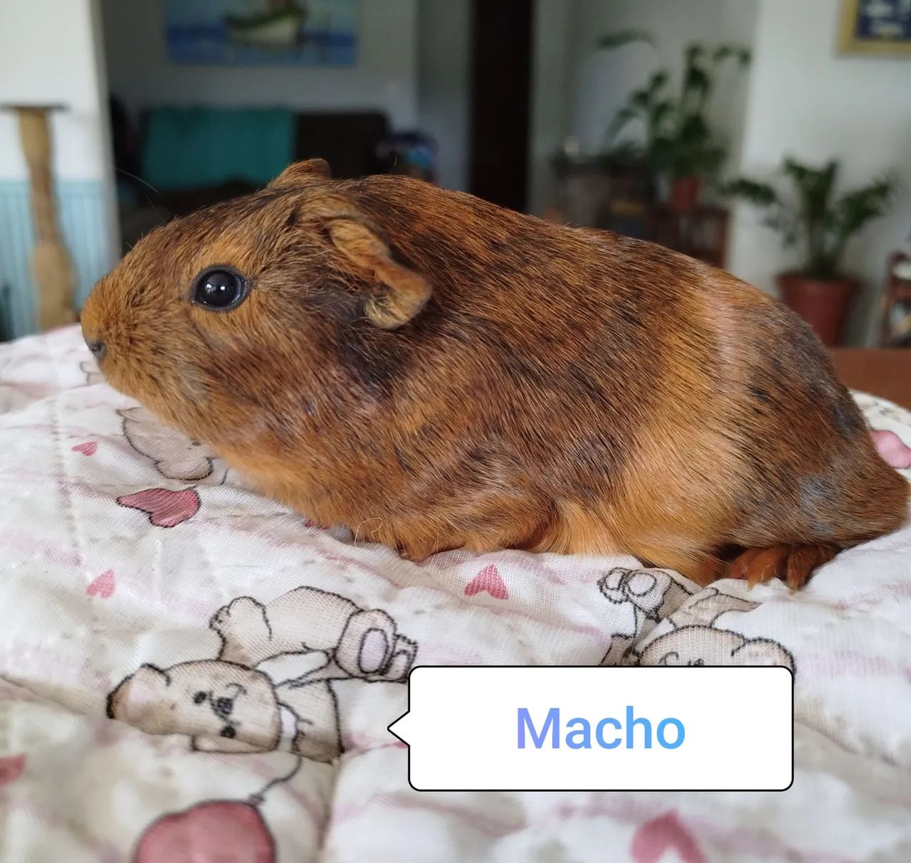 Porquinho da índia Filhotes - Foto 4