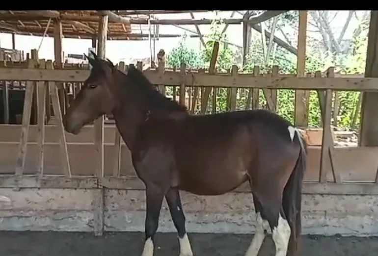 Potro pampa de preto .