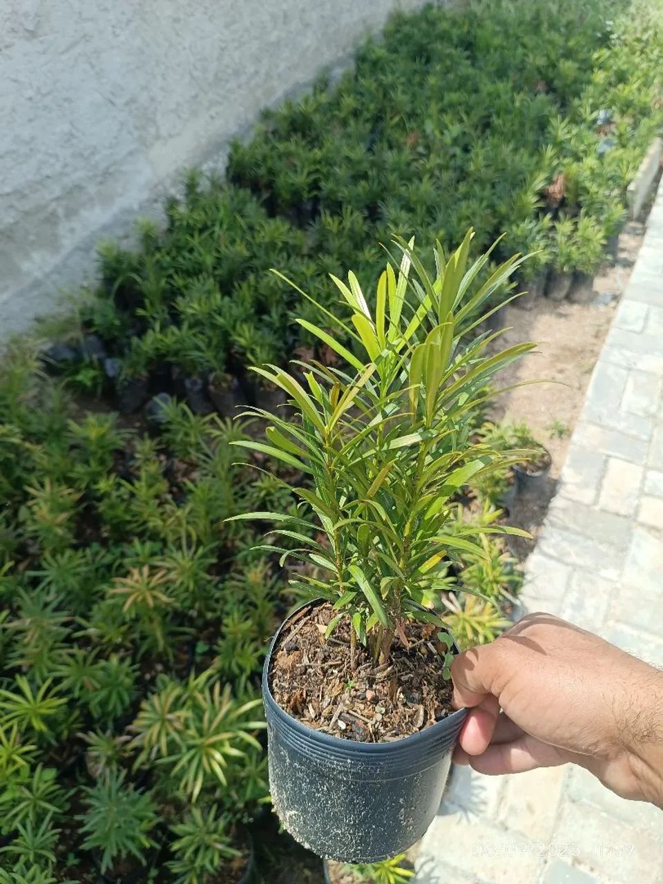 Mudas de podocarpus por 7,50 reais  - Foto 2