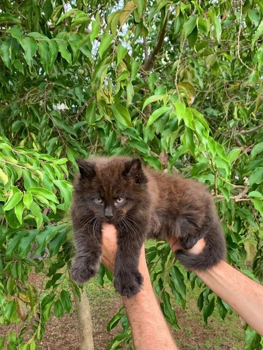 MAINE COON MACHO PANTERA - Foto 2