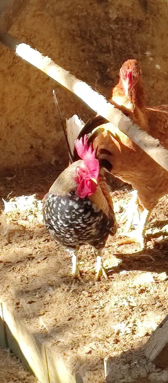 Galinhas, galos, frangos e pintinhos.