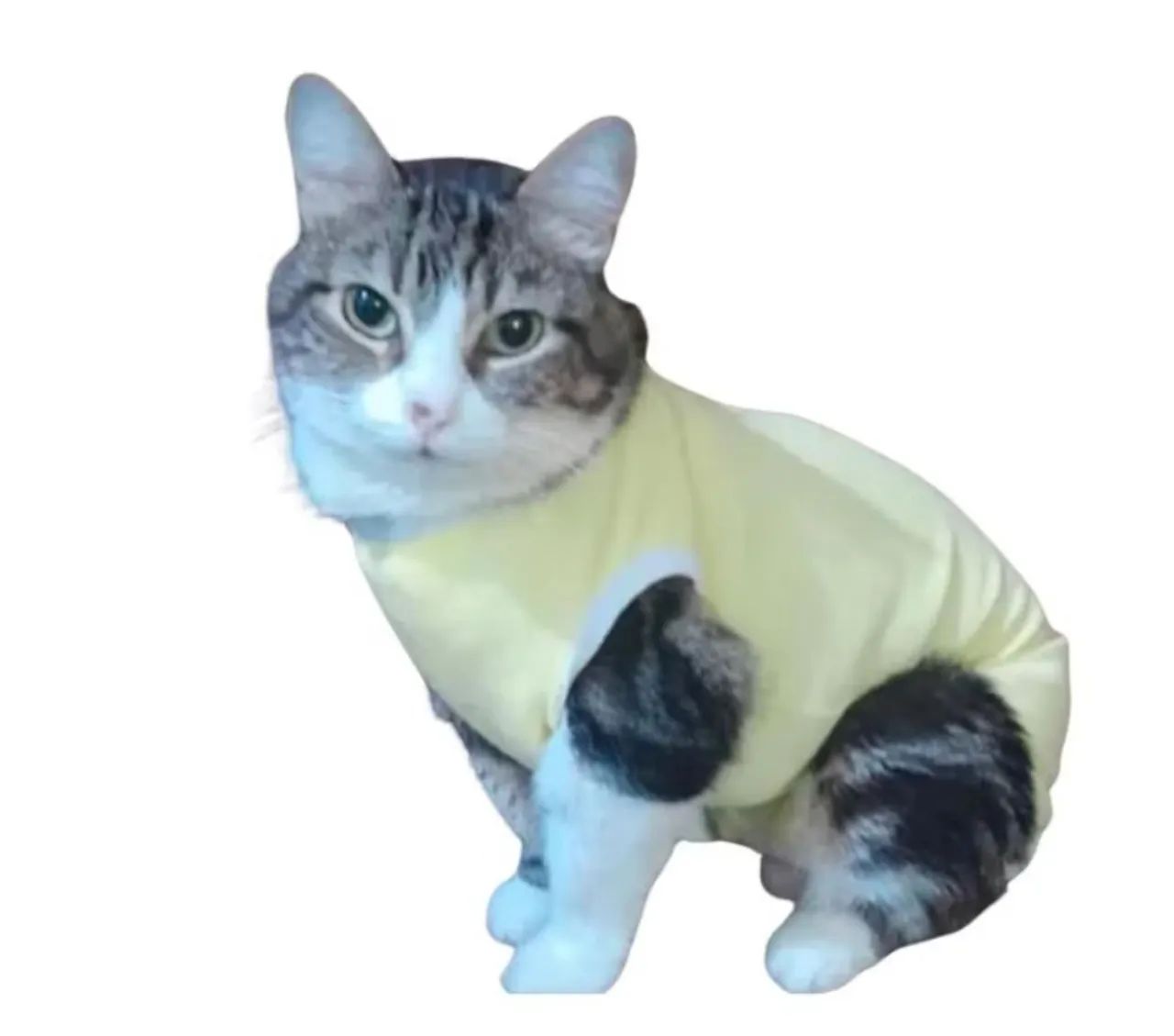 Roupa Pós-Cirúrgica com Zíper para Gatos e cães de pequeno porte  - Foto 4