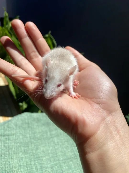 Ratinhos brancos fofinhos para adoção - Foto 3