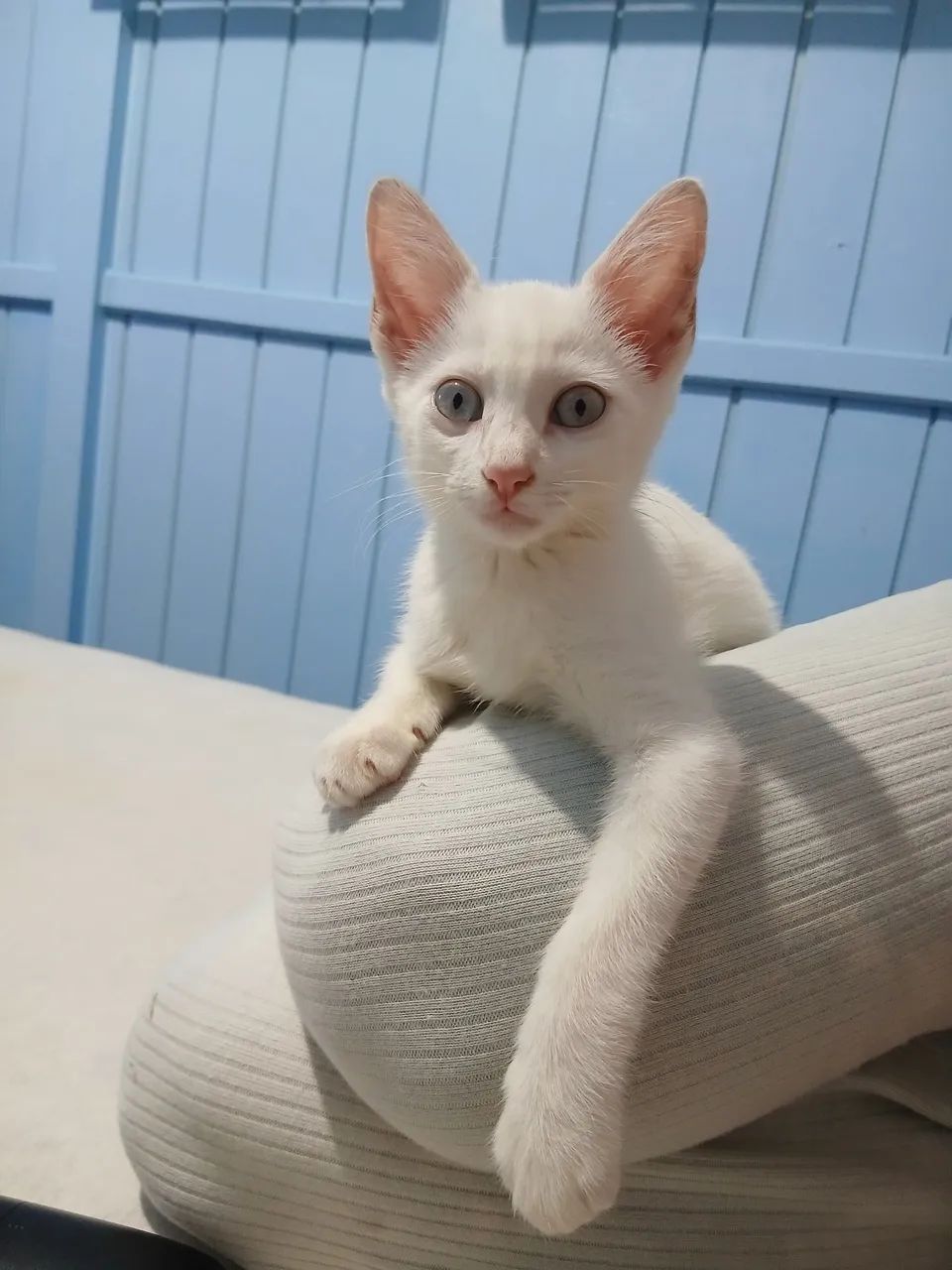Gatinha branca com olhos azuis 