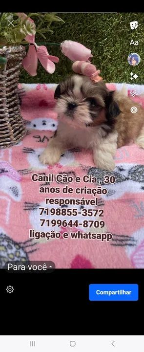 Shih Tzu belíssimos filhotes linhagem miudinha