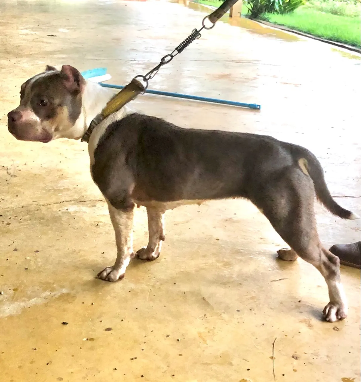 Filhotes de american bully pokete