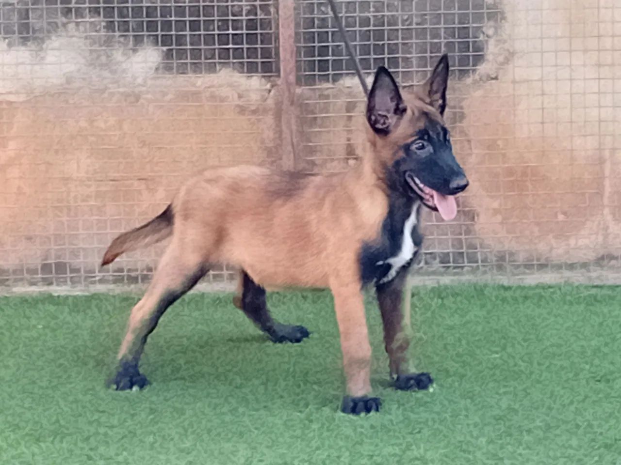 Filhote de Pastor Belga Malinois - Foto 2