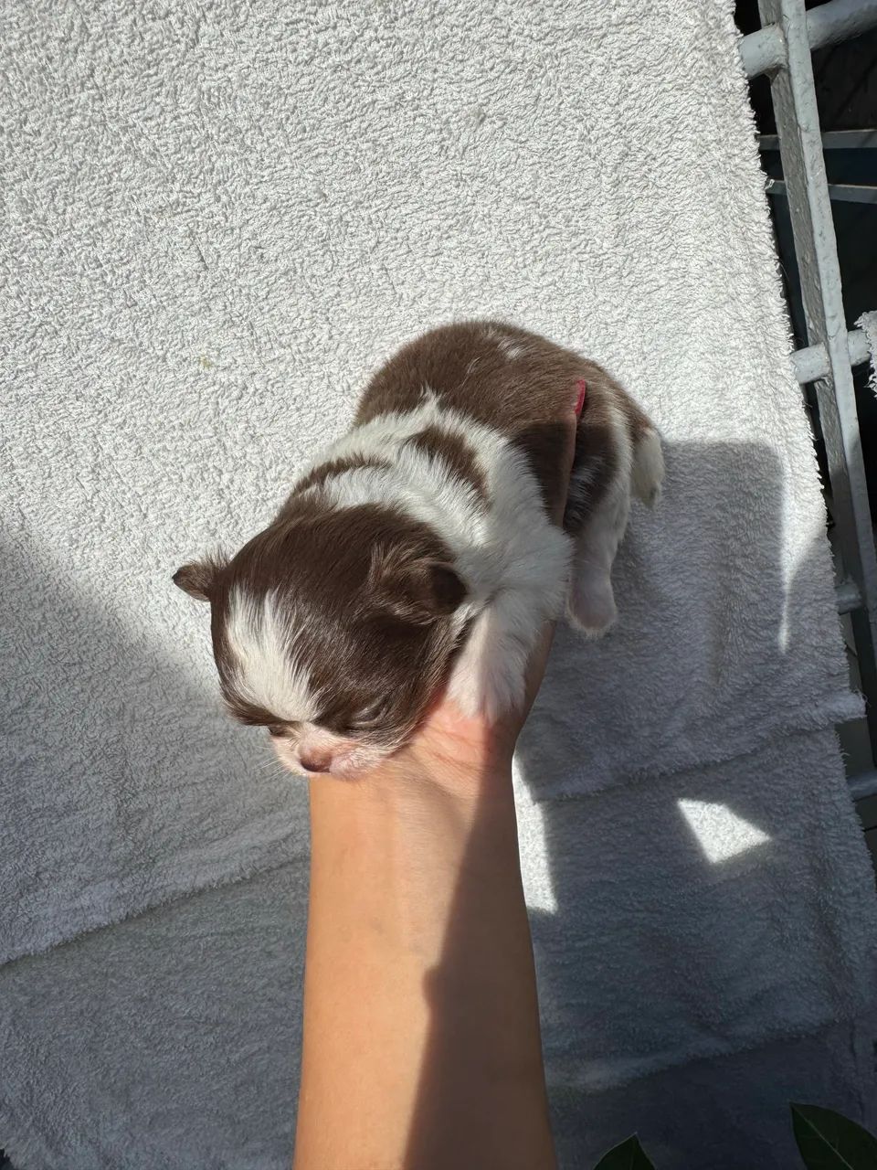 Chihuahua Machos - Foto 5